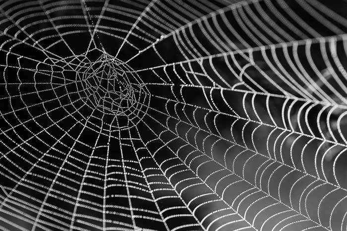 Spider Web Photos, Download The BEST Free Spider Web Stock ...